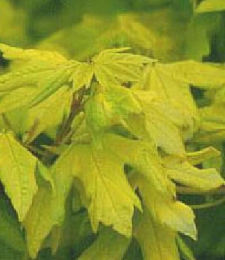 Klon polny (Acer campestre) Postelense